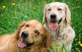 焦点平台注册狗脸关键点标注技术引发行业关注